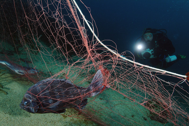 Continua la riproduzione di Spondyliosoma cantharus